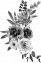 image-fleur-BW-ROT-left image-fleur-BW-ROT-left